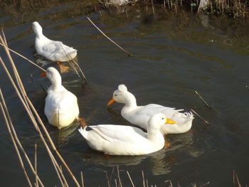 Swans swimming on lake