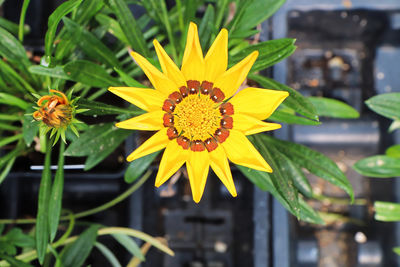 Close-up of yellow flower