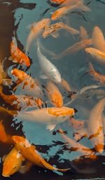 High angle view of goldfish swimming in pond