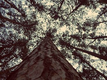 Low angle view of trees against sky