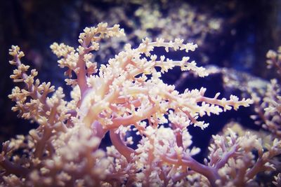 Close up of collar reef