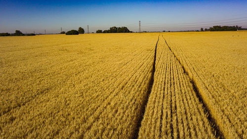 Scenic view of agricultural field against sky
