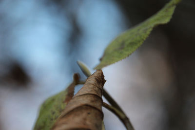 Close-up of insect on plant