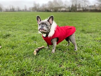Red coated frenchie
