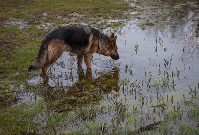 Dog in lake