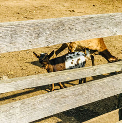 High angle view of dog relaxing on wooden fence