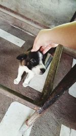 High angle view of dog on hand