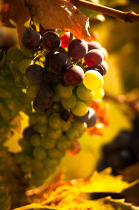 Close-up of grapes in vineyard