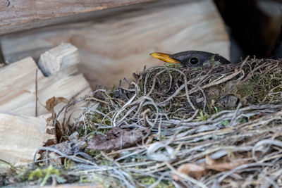 Close-up of birds in nest