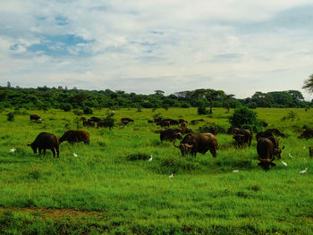 Sheep grazing in a field