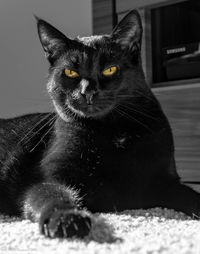 Portrait of black cat