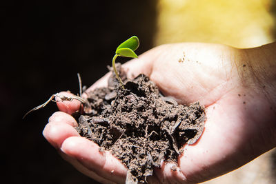 Cropped hand holding soil