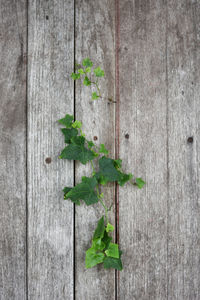 Directly above shot of leaves on plant against wooden wall