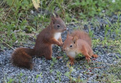 Squirrel on field