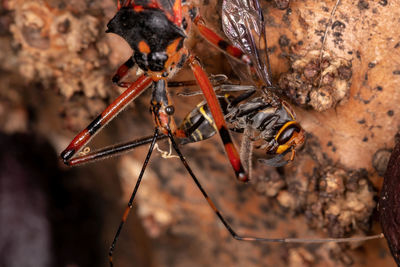 Close-up of insect