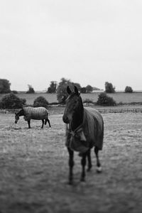 Horses on landscape against clear sky