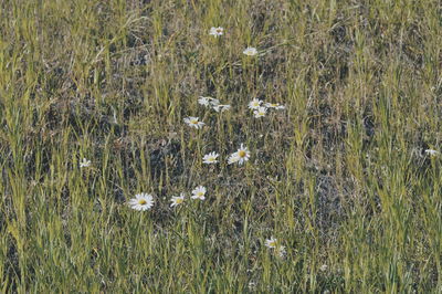 White flowers blooming in field