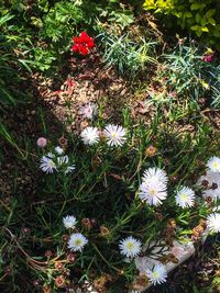 High angle view of flowers blooming on field