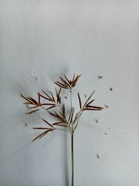 Close-up of dry plant against wall