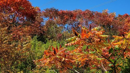 Trees and plants in forest during autumn