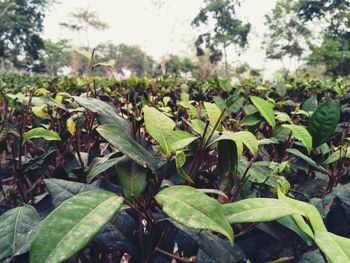 Close-up of fresh green plants