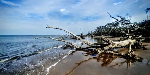 Driftwood on beach against sky