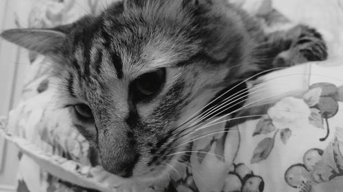 Close-up of cat on sofa at home