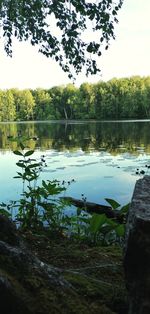 Scenic view of lake by trees against sky