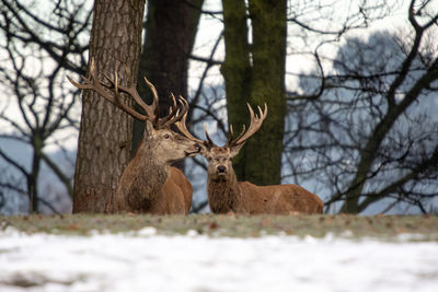 Deer in a field