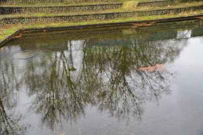 Reflection of trees in water