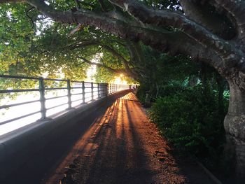 Road amidst trees