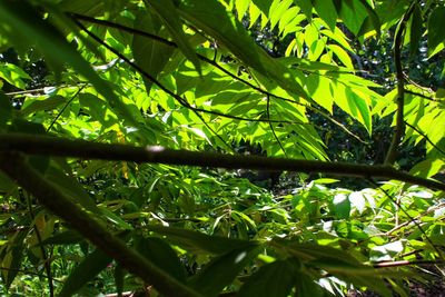 Low angle view of bamboo trees