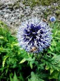 Close-up of bee on purple flower