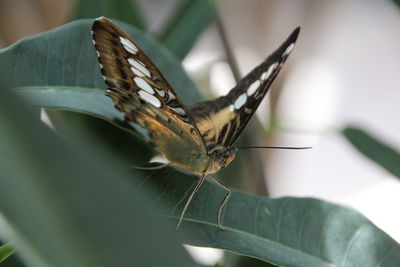 Close-up of insect