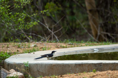 Bird perching on a lake