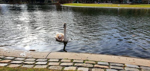 High angle view of bird swimming in lake