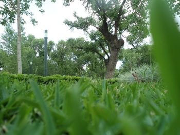 Plants growing on field against sky