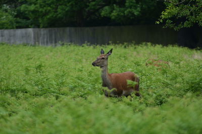 Deer on grass