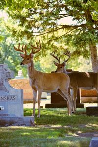 Deer standing in a tree