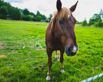 Horse standing on field