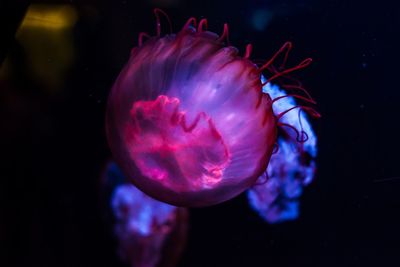 Close-up of jellyfish swimming in aquarium