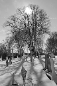 Trees in city