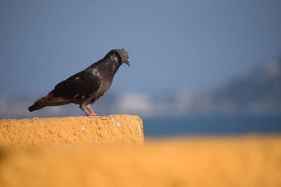 Close-up of bird perching against sky