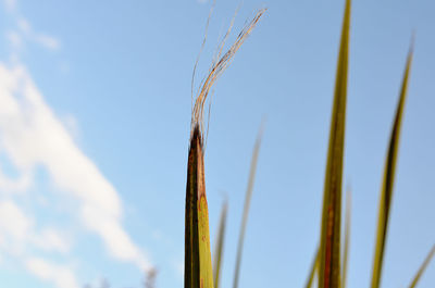 Low angle view of plant against sky