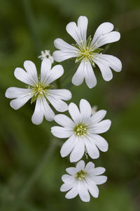 Close-up of white flowering plant