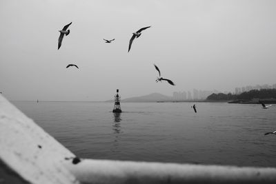 Seagulls flying over sea against clear sky