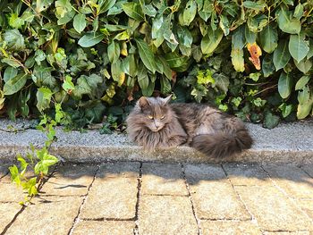 Portrait of cat on footpath