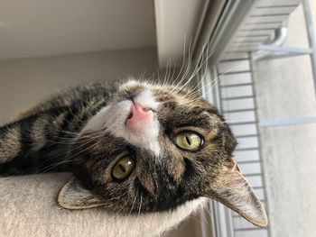 Close-up portrait of a cat