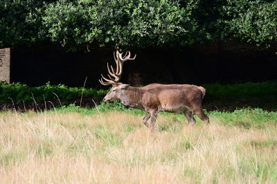 Deer in a field