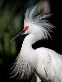 Close-up of white bird perching outdoors